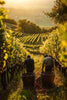 September Wine Harvest Experiences in Tuscany for Groups