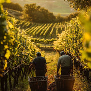 September 2026 - Wine Harvest in Tuscany